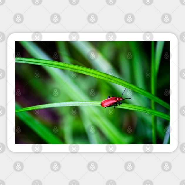 Scarlet lily beetle Sticker by InspiraImage